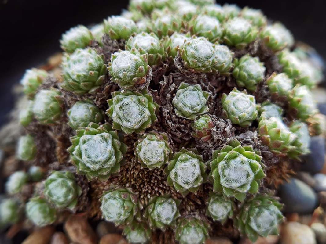 Sempervivum arachnoideum